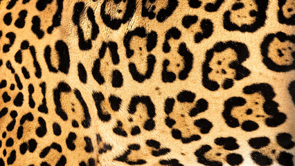 Real Live Jaguar Skin Fur Texture Background - obrazy, fototapety, plakaty