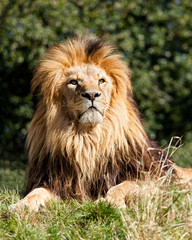 Proud Majestic Lion Sitting in Grass