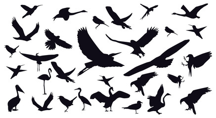 Fototapeta na wymiar Set of different photographs of birds isolated on white backgrou
