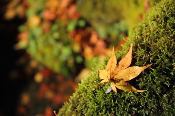 モミジと苔