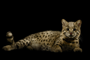 Obraz premium Geoffroy's cat