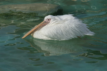 Great White Pelican - Pelecanus onocrotalus