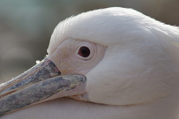 Great White Pelican - Pelecanus onocrotalus
