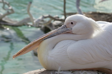 Great White Pelican - Pelecanus onocrotalus