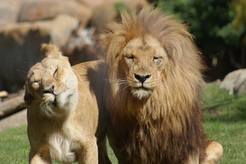 Katanga Lion - Panthera leo bleyenbergh