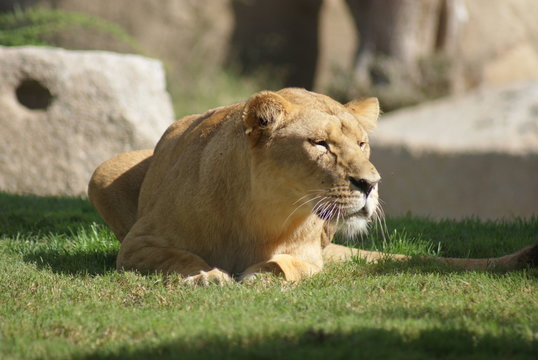 Katanga Bilder Durchsuchen 427 Archivfotos, und Videos