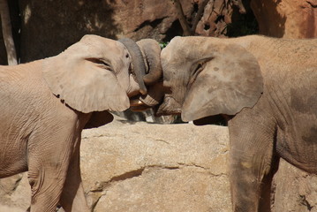 Naklejka premium Love of the African Bush Elephant - Loxodonta africana