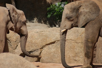 Love of the African Bush Elephant - Loxodonta africana