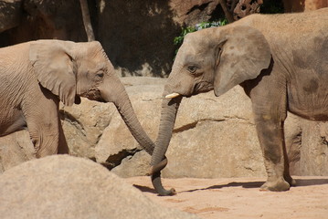 Love of the African Bush Elephant - Loxodonta africana