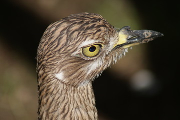 Spotted Thick-knee - Burhinus capensis