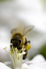 Honey bee collecting nectar