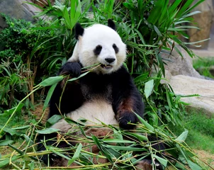 Crédence de cuisine en verre imprimé Panda Panda géant mangeant du bambou