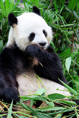 Obraz premium Giant panda eating bamboo