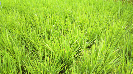 rice field