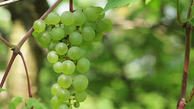 Green grapes on vine