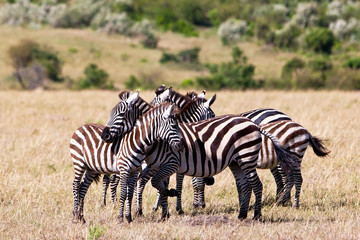 Fototapeta na wymiar Zebry Plains na Savannah, Masajowie Mara, Kenia