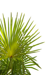 palm tree green leaves isolated on white
