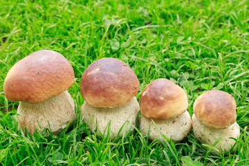 Boletus Edulis mushroom in the Grass.