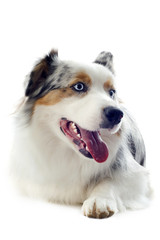 australian shepherd