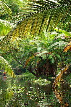 Palm tree tropical forest in backwater of Kochin, Kerala, India