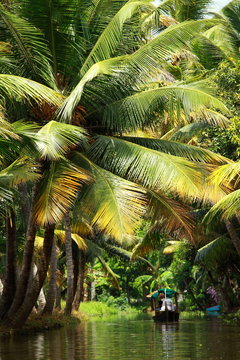 Palm tree tropical forest in backwater of Kochin, Kerala, India