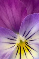 Fotobehang Macro Altviool  © chillingworths