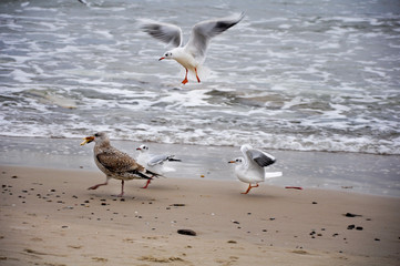 birds by the seaside