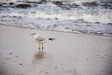 bird by the seaside