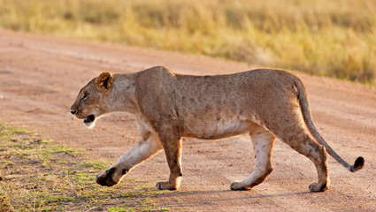 Fototapeta na wymiar African Lioness w Masai Mara National Park, Kenia