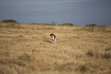 front view of pointer running