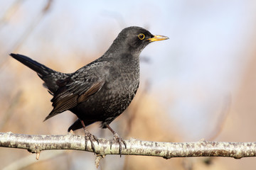 male blackbird perched on a branch - 46398364