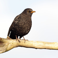 male blackbird - 46398390