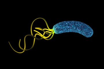 helicobacter pylori bacterium