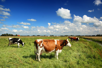 Fototapeta na wymiar Krowy w słonecznej łące