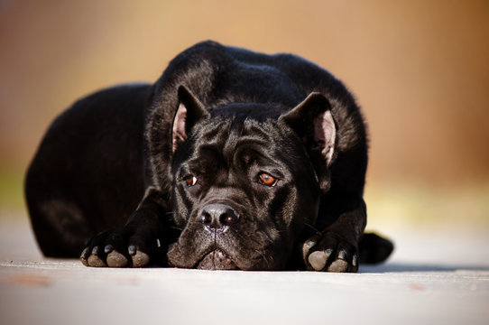 Cane Corso Dog Portrait