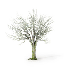 winter tree on white