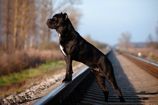 cane corso dog on the railway