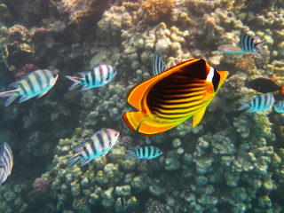 Yellow and Black Butterfly Fish and Sergeant Major Fish