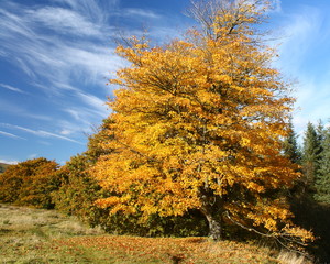 alley of beech trees in autumn colours