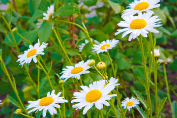Fototapeta premium Green grass and chamomiles
