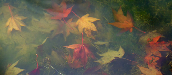 Leaves Underwater Banner