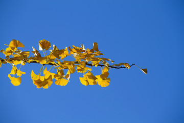 Ginkgo Biloba in Autumn