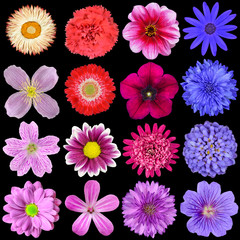Big Selection of Colorful Flowers Isolated on Black