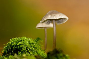 Champignon Myc&egrave;ne en automne