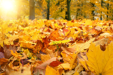 Naklejka na ściany i meble autumn colors with sun light in park