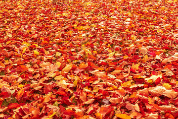 Fall orange and red autumn leaves on ground