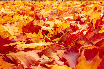 Naklejka na ściany i meble Fall orange and red autumn leaves on ground