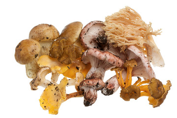 Funghi
