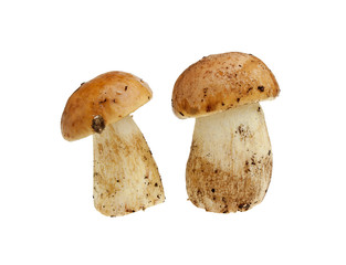 Boletus