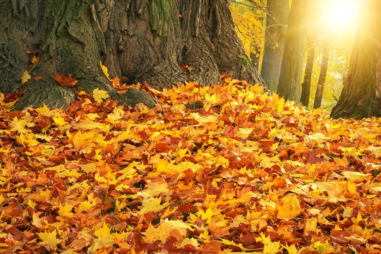autumn colors with sun light in park
